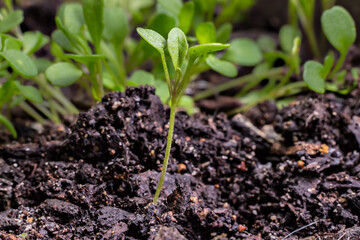 Young fresh green arugula sprouts (Eruca vesicaria), on the soil background. Growth concept. Agriculture planting seedlings.