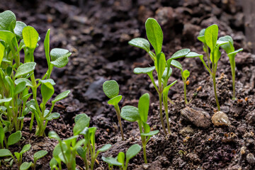 Young fresh green arugula sprouts (Eruca vesicaria), on the soil background. Growth concept. Agriculture planting seedlings. - 359890640