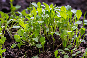 Young fresh green arugula sprouts (Eruca vesicaria), on the soil background. Growth concept. Agriculture planting seedlings.