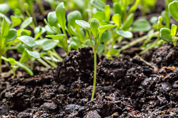 Young fresh green arugula sprouts (Eruca vesicaria), on the soil background. Growth concept. Agriculture planting seedlings.