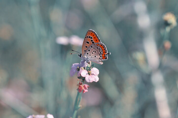 Closeup beautiful butterfly sitting on the flower in a summer garden