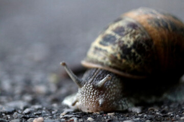 Snail on asphalt in Germany