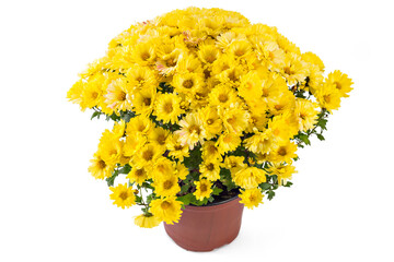 Beautiful fresh bright yellow chrysanthemum flowers in a flowerpot, isolated on white background