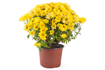 Beautiful fresh bright yellow chrysanthemum flowers in a flowerpot, isolated on white background