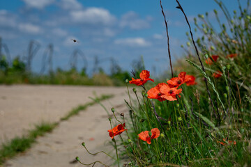 poppy field in summer