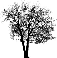 Tree silhouette on white background. Vector illustration