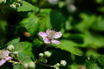 Flowers of holy bramble blooming in summer.A bramble is any rough, tangled, prickly shrub, usually in the genus Rubus, which grows blackberries, raspberries, or dewberries.