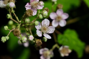 Flowers of holy bramble blooming in summer.A bramble is any rough, tangled, prickly shrub, usually...