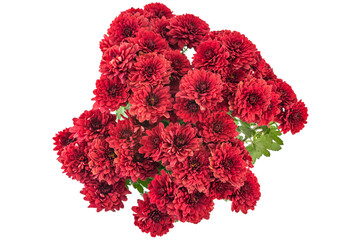 Beautiful fresh bright red chrysanthemum flowers in a flowerpot, isolated on white background - 359890878