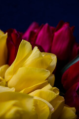 yellow and red tulips on a dark blue background