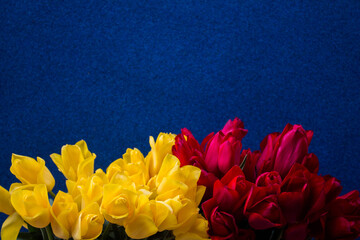 yellow and red tulips on a blue background