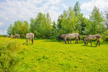 Horses in a green pasture in sunlight below a blue sky in summer