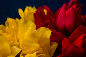 yellow and red tulips on a dark blue background