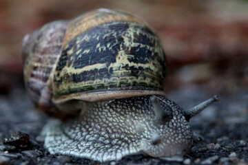 Snail on asphalt in Germany