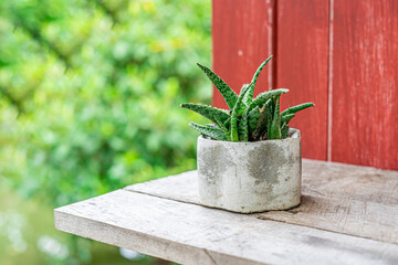 Aloe vera in a cement pot Green natural background