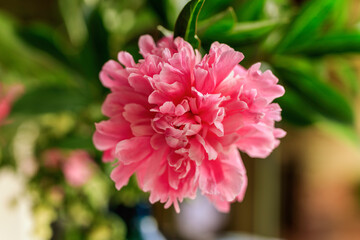 Peony Etched Salmon. Double pink peony flower. Paeonia lactiflora (Chinese peony or common garden peony)