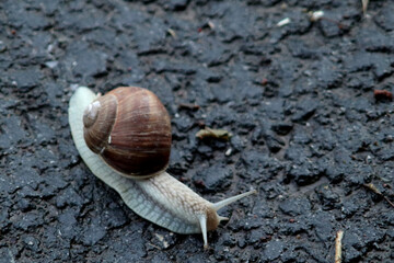 Snail on asphalt in Germany
