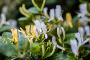 Japanese honeysuckle (lonicera japonica) in the garden