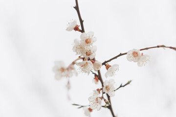 Spring white flowers on a branch without leaves