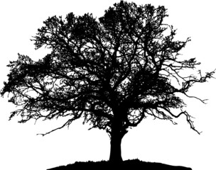 Tree silhouette on white background. Vector illustration