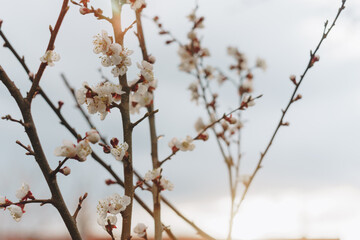 Spring white flowers on a branch without leaves