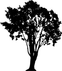 Tree silhouette on white background. Vector illustration