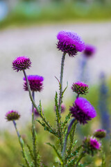 Carduus nutans. Bright purple prickly inflorescence of a weed plant on a blurred green background. Close-up