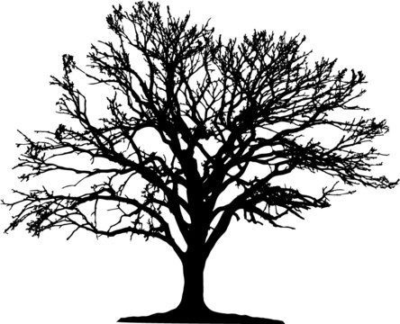 Tree silhouette on white background. Vector illustration