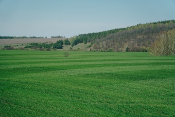 Fototapeta na wymiar Spring green field, blue sky and hill with trees