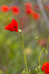 Closeup of poppy flowers over blurred background