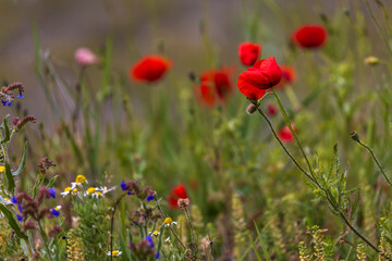 Obraz premium Closeup of poppy flowers over blurred background