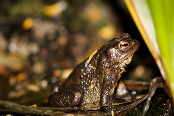 Nahaufnahme, Portrait einer Erdkröte (Bufo Bufo) am Rand eines Teiches.
