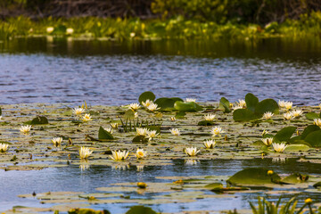 Beautiful lily (Nymphaea alba) on the Danube Delta, Romania