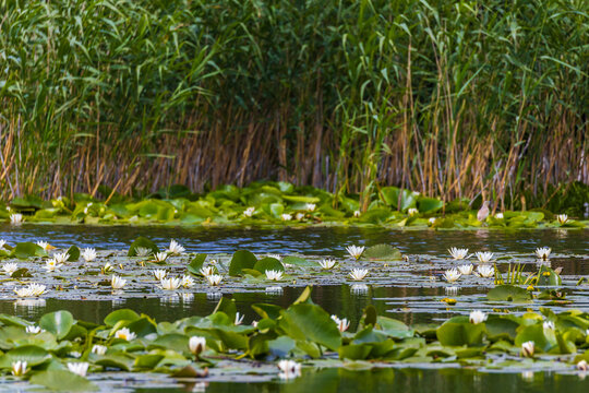 Beautiful lily (Nymphaea alba) on the Danube Delta, Romania