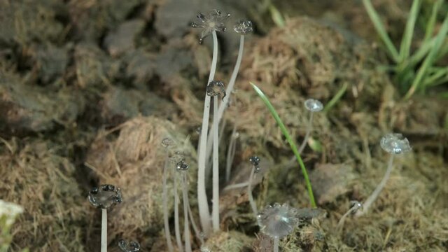 Close-up of Mushrooms Fairy inkcap, Gray shag or Trooping (Psathyrellaceae) crumble cap growing on compost, manure on farm. Cap of a mature Mushrooms specimen with deliquescing gills.  