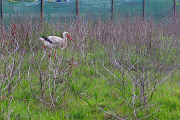 white stork in the grass