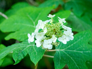 white flower of a green leaf
