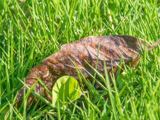 fallen leaf in the grass