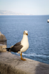 Nahaufnahme einer Möwe die auf einer Mauer in der Nähe des Meer sitzt.