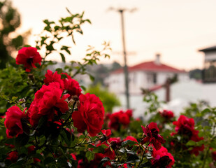 Fototapeta na wymiar Red roses in the evening light