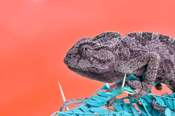 Macro shots, Beautiful nature scene green chameleon 
