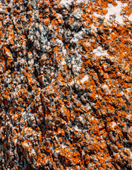 Macro shot of orange and grey rock