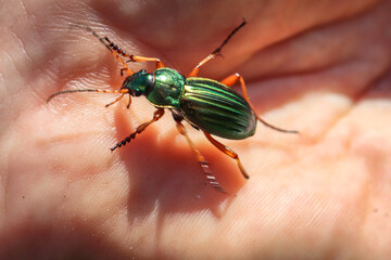 Makro eines Goldlaufkäfer (Laufkäfer) Carabus auratus, auch Goldschmied genannt gehört zu den Laufkäfern