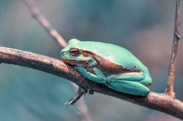 Beautiful Europaean Tree frog Hyla arborea 