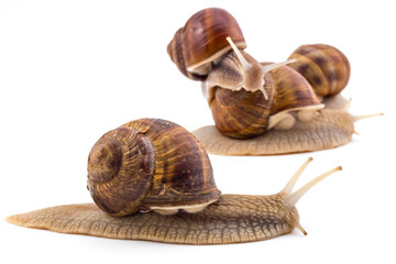 Garden snails (Helix aspersa) isolated on white background. Teamwork concept