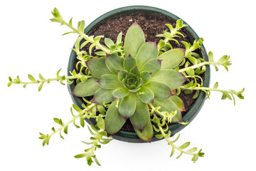 Sempervivum tectorum, Houseleek in a flowerpot. Plant on the white background