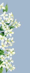 Vertical composition of white jasmine flowers.For greetings, invitations, weddings, anniversaries and birthday 