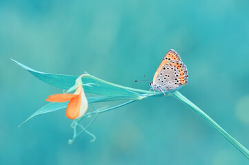 Closeup beautiful butterfly sitting on the flower in a summer garden