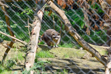 A raccoon in captivity. Raccoon at the zoo
