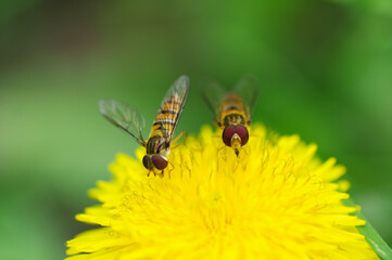 bee on flower